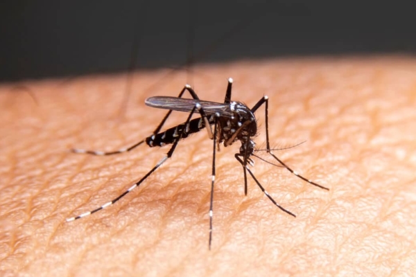 Estados Unidos suspende la venta de la vacuna contra el chikungunya por riesgos graves