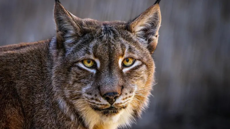 Sorprendente pedido: Zoológico danés pide a la población donar mascotas para alimento