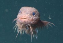 Científicos descubren un "Pokémon de la vida real" en el fondo del océano