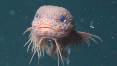 Científicos descubren un "Pokémon de la vida real" en el fondo del océano