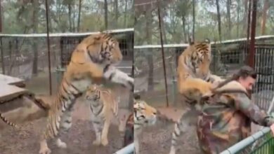 Tigre juega bruscamente con veterinaria en Jalisco, México