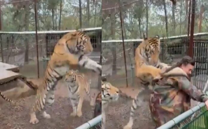 Tigre juega bruscamente con veterinaria en Jalisco, México