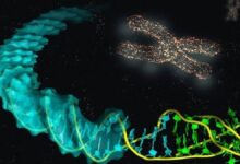 Científicos japoneses logran eliminar el cromosoma extra del Síndrome de Down en un laboratorio