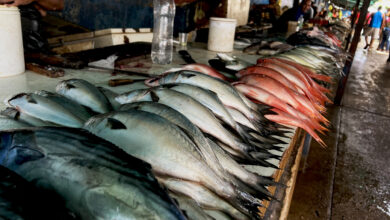 Pescaderos del mercado nuevo reportan bajas ventas ante alza de precios