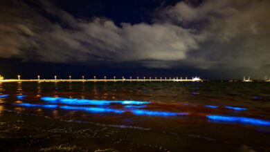 Un espectáculo de la naturaleza: el océano australiano se ilumina con un misterioso brillo azul (Video)