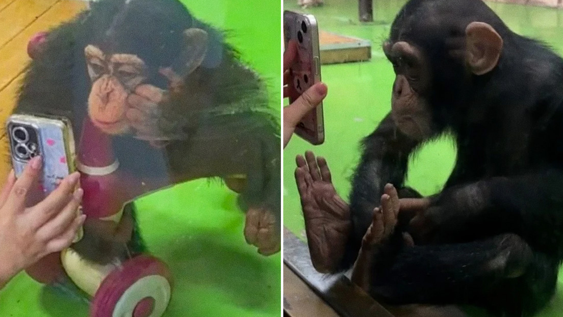 Un chimpancé en China se hace viral por su adicción a ver videos en el celular