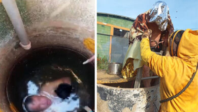 Bomberos rescatan a un hombre de un pozo tras el ataque de un enjambre de abejas en Zulia