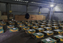 Rusia incauta 1,5 toneladas de cocaína en un barco con bananas de Ecuador