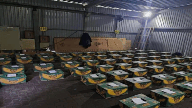 Rusia incauta 1,5 toneladas de cocaína en un barco con bananas de Ecuador