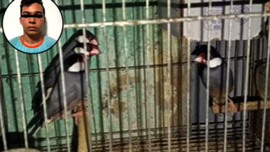 Detenido un hombre en Caracas que vendía aves en redes sociales y las mantenía en malas condiciones