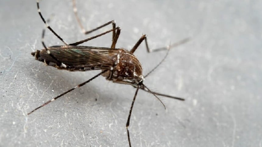 Investigadores confirman hallazgo de mosquito que podría agravar la crisis de malaria en el país