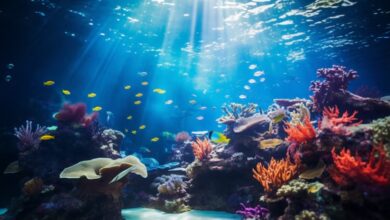 Peces payaso y anémonas en riesgo de extinción por el calentamiento global