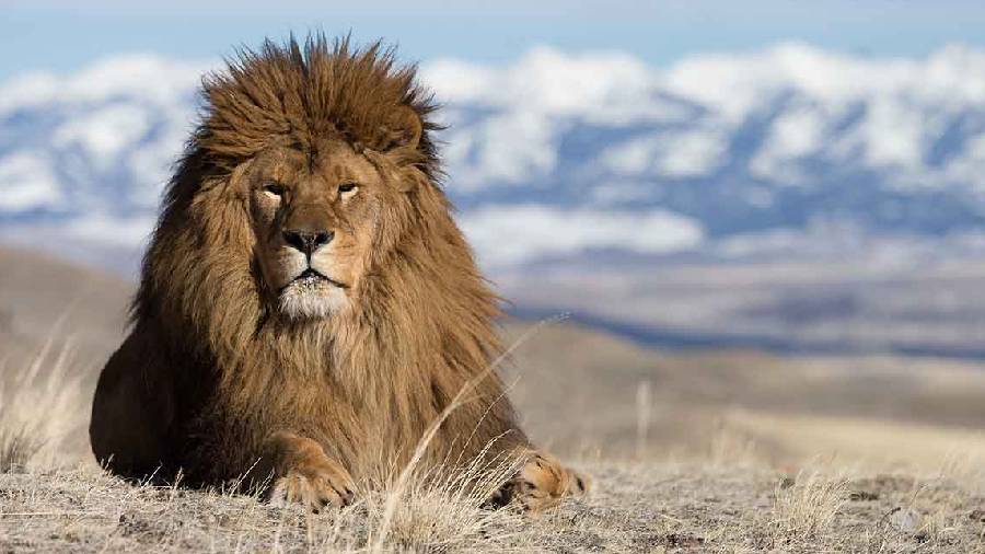 Reaparece el león del Atlas, un hallazgo que podría salvar la especie