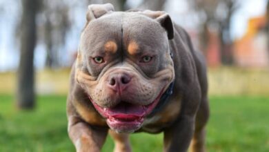 Capturado en Yaracuy un hombre por incitar a su perro pitbull a atacar a otro can