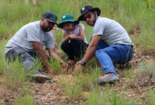 Jóvenes venezolanos siembran más de 56 mil árboles en una jornada de reforestación nacional