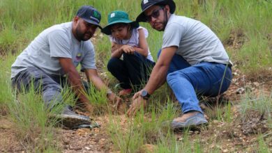 Jóvenes venezolanos siembran más de 56 mil árboles en una jornada de reforestación nacional