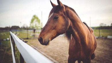 Muere una niña de 11 años tras ser pateada por un caballo en Anzoátegui