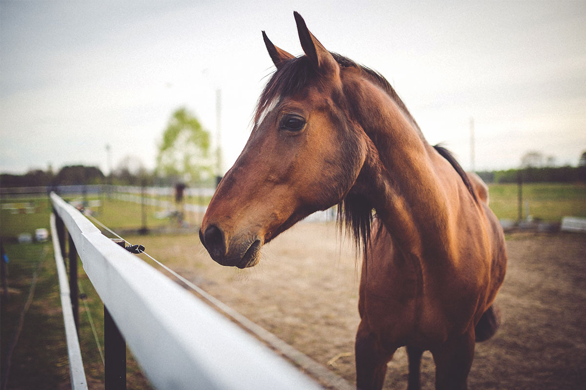 Muere una niña de 11 años tras ser pateada por un caballo en Anzoátegui