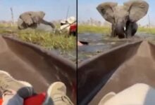 Elefante ataca canoas de turistas y los arroja a río lleno de cocodrilos