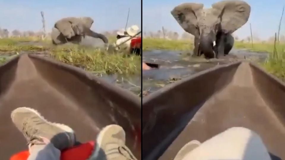 Elefante ataca canoas de turistas y los arroja a río lleno de cocodrilos