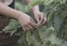 Venezuela inicia la cosecha cafetalera 2025-2026 proyectando un motor económico nacional