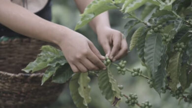 Venezuela inicia la cosecha cafetalera 2025-2026 proyectando un motor económico nacional