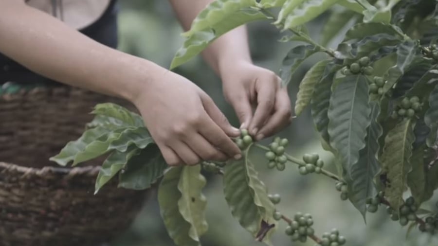 Venezuela inicia la cosecha cafetalera 2025-2026 proyectando un motor económico nacional