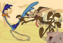 La icónica rivalidad cobra vida: Captan en video la persecución de un coyote a un correcaminos en el desierto
