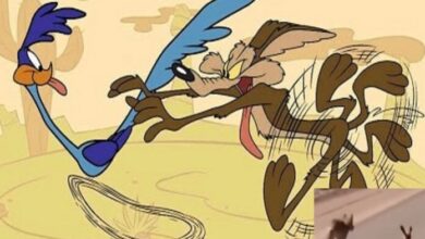 La icónica rivalidad cobra vida: Captan en video la persecución de un coyote a un correcaminos en el desierto