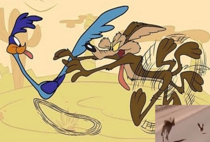 La icónica rivalidad cobra vida: Captan en video la persecución de un coyote a un correcaminos en el desierto