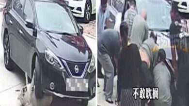 La Increíble Historia de Yuanyuan: El perro que sobrevivió a un atropello gracias a su "grasa protectora"