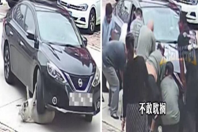 La Increíble Historia de Yuanyuan: El perro que sobrevivió a un atropello gracias a su "grasa protectora"