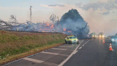 Músico brasileño fallece al caerle un árbol en llamas sobre su auto, volviendo de su luna de miel