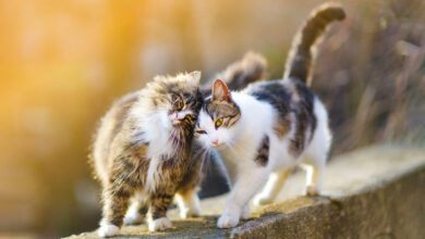 Hombre se divorcia en Estambul y acepta pagar el mantenimiento de sus gatos
