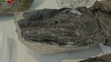 Paleontólogos venezolanos descubren posible ictiosaurio bebé y fósiles de peces de la Era Mesozoica en Táchira