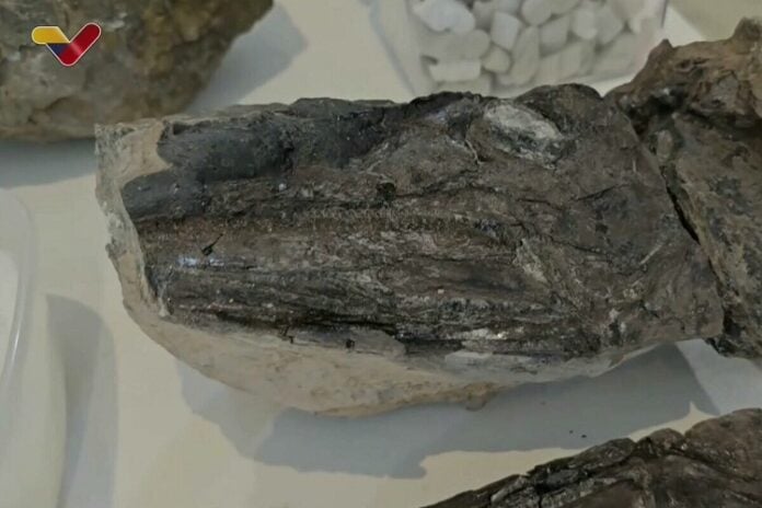 Paleontólogos venezolanos descubren posible ictiosaurio bebé y fósiles de peces de la Era Mesozoica en Táchira