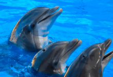 Científicos detectan daños cerebrales similares al Alzheimer en delfines de Florida