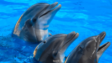 Científicos detectan daños cerebrales similares al Alzheimer en delfines de Florida