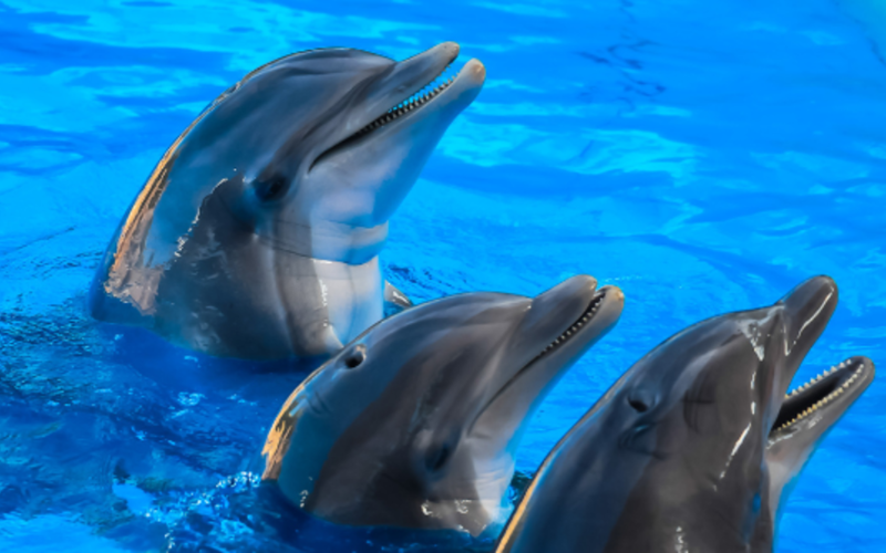 Científicos detectan daños cerebrales similares al Alzheimer en delfines de Florida