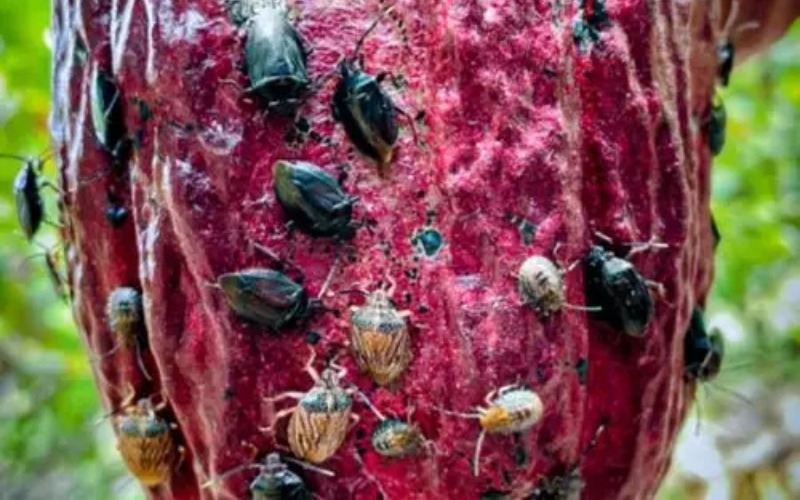 Descubren en Perú el hongo que podría salvar las cosechas de cacao