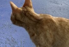Vecinos de La Libertad piden ayuda a Misión Nevado ante proliferación de gatos