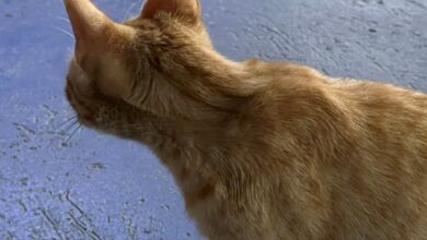 Vecinos de La Libertad piden ayuda a Misión Nevado ante proliferación de gatos