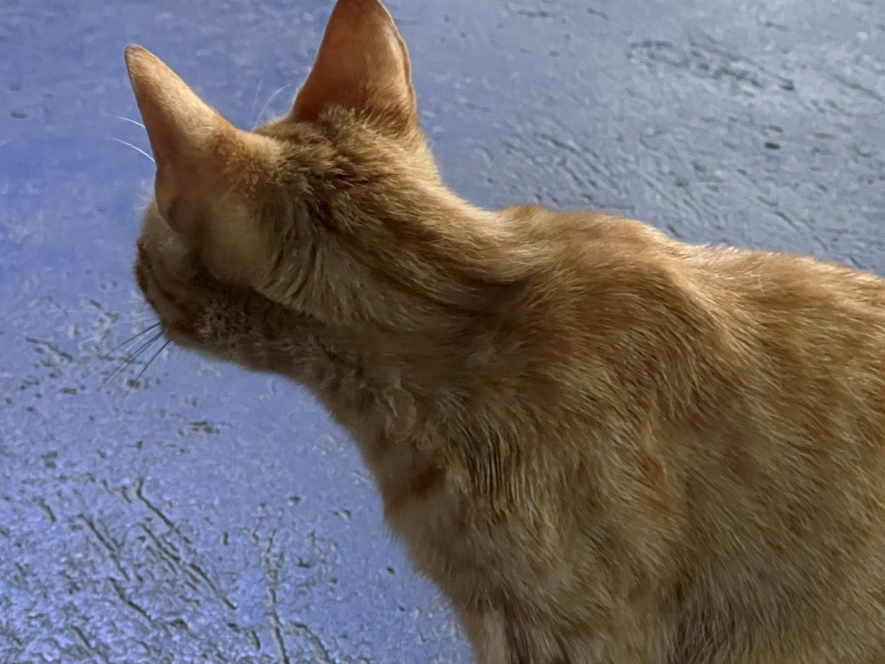 Vecinos de La Libertad piden ayuda a Misión Nevado ante proliferación de gatos