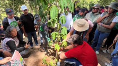 Siembran más de 600 árboles en el municipio Maturín