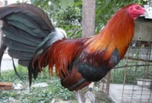 Hombre muere en Perú tras ser atacado por su propio gallo de pelea