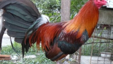 Hombre muere en Perú tras ser atacado por su propio gallo de pelea