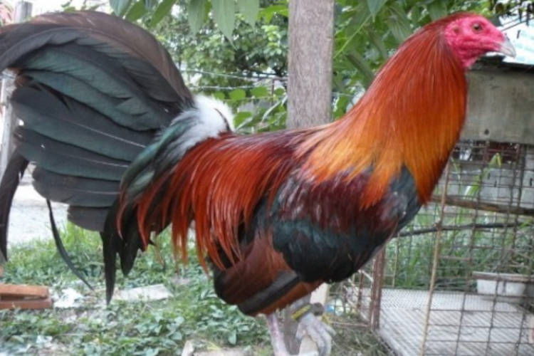Hombre muere en Perú tras ser atacado por su propio gallo de pelea