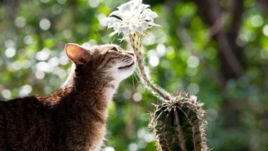 Investigación revela que plantas y animales se comunican con sonidos