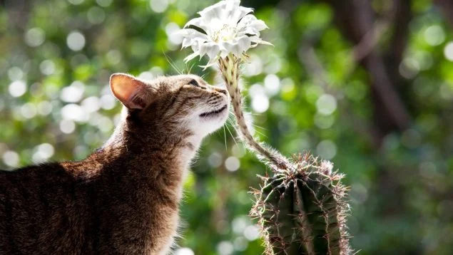 Investigación revela que plantas y animales se comunican con sonidos