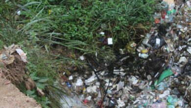 Malos olores y plagas por animales muertos perjudican a más de 40 vecino en Araguaney II